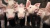 Schweinemast (Symbolfoto).