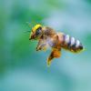 Voll bepackt mit Pollen und Blütenstaub ist diese Biene.