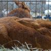 Kaninchen aller Rassen waren am Wochenende bei der Landesclubschau in Dettelbach (Lkr. Kitzingen) zu sehen.