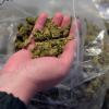 Marihuana-Fund (Symbolbild)