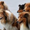 Rassehunde aus der ganzen Welt – hier eine Gruppe von Collies – sind bei der 44. Internationalen Rassehunde-Ausstellung „Cacib 2018“ im Nürnberger Messezentrum zu sehen.