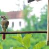 Futter kommt: In vielen Nistkästen zwitschert der Nachwuchs, in diesem Garten am Rienecker Schellhof sind Mutter (auf dem Bild) und Vater Hausrotschwänzchen eifrig dabei, Insekten und Würmer zu sammeln, um die Jungvögel zu füttern.