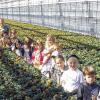 (rt)   Woher kommen die vielen Blumen in unseren Geschäften? Diese Frage können die Kinder der Klasse 3 a der Nikolaus-Fey-Grundschule nun beantworten, nachdem sie die Gärtnerei Lang in Wiesentheid besichtigten. Andreas Lang, Gärtnermeister und Herr über hunderttausende von Blumen beantwortete die Fragen der Kinder und erklärte, wie die Stecklinge der Pflanzen, die vorwiegend mit Flugzeugen aus Afrika geliefert werden, in Wiesentheid eingepflanzt und in wenigen Monaten herangezogen werden. Modernste Anlagen in dem elf Hektar großen Gewächshauskomplex ermöglichen eine massenhafte Blumenproduktion, bei der der Umweltschutz, zum Beispiel durch die Regenwassernutzung beim Gießen der Pflanzen nicht vergessen wird. Am Ende der Besichtigung freuten sich die Schüler über eine kleine Stärkung und jedes Kind bekam eine Blume geschenkt, teilt ihr Lehrer Manfred Thomann mit.