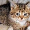 Gerettet: Dieses Kätzchen war in der Obhut der Würzburger Initiative „Katzen in Not“. Auch in Schweinfurt warten drei Junge auf einen neuen Besitzer.