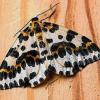 Schmetterling des Jahres 2016: Der Stachelbeerspanner ist ein Schmetterling aus der Familie der Spanner. Die Art wird gelegentlich auch als Stachelbeer-Harlekin bezeichnet. Im südlichen Landesbereich und in der Oberrheinebene kommt er noch vor.