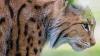 Überraschungsjäger: Der Luchs galt in der Region 150 Jahre als ausgerottet. Jetzt hat einer im Landkreis Bad Kissingen Beute gemacht.