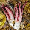 (wop)   In den Wäldern des Landkreises findet man von August bis Oktober den wohl seltsamsten Pilz unserer Heimat, den Tintenfischpilz (Clathrus archeri). Aus einem kugeligen oder schwach birnenförmigen, weißlich grauen Gebilde, dem sogenannten Hexenei, schieben sich – meist in der Nacht – fünf tintenfischartige Tentakel. Diese Arme sind fleischrot gefärbt. Der Pilz verströmt einen kräftigen aasartigen Geruch und lockt damit Aasfliegen an, die den schleimigen Saft mit den darin enthaltenen Sporen aufsaugen. Der Tintenfischpilz wurde wohl im ersten Weltkrieg von australischen Soldaten eingeschleppt. Im Jahr 1914 wurde der Pilz erstmals in den Vogesen gefunden und 1953 erstmals im Maingebiet entdeckt. Das Foto entstand im Zellinger Wald.