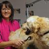 Fellpflege: „Rocky, Du stinkst!“ Mit diesem liebevollen, nicht ernst gemeinten Satz kündigt Frauchen Iris Ziegler (rechts) dem zehnjährigen Golden Retriever Rocky an, dass es wieder einmal Zeit für einen Termin bei „Melies Pfötchentreff“ ist. Für Rocky kein Problem, er genießt die Wellnessbehandlung von Melanie Künstler.