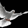 dove flying