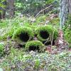 Dieses possierliche Kerlchen hat Leserin Barbara Madre im Obersinner Wald angetroffen.
