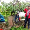 (stet)   Mitte August waren die Beeren wegen der langen Trockenheit noch etwas klein; das hat wohl der Winzer Schutzherr Kilian mitbekommen, einen Termin bei Petrus anberaumt und das Wetter mit ihm abgestimmt. Denn nach dem ersten Regen haben sich die Beeren gut entwickelt, habe die steigenden Öchslegrade die Sorgenfalten verschwinden lassen. Zu viel Regen aber ist auch nicht gut, denn inzwischen droht Fäulnisgefahr. Sorgenvoll blickt Jürgen Trabel (rechts) bei der Lese der roten Trauben im Pfarrgarten durch den Refraktor mit dem der Süßegehalt der Trauben gemessen wird. In diesem Jahr soll es nämlich beim Federweißenfest des „Himmlischen Pfarrgartentröpfchens“ am 3. und 4. Oktober eine Besonderheit geben: Trabel will auch einen roten Federweißen in seinem Keller gären lassen, der allerdings etwas aufwändiger ist und einen Produktionsschritt mehr erfordern: Die Trauben müssen zunächst mit Schale mehrere Tage zusammen  im Fass bleiben, damit die rote Farbe entsteht. Aus diesem Grund Jürgen Trabel die roten Trauben schon einmal mit Susanne Trabel (links) und Bernd Wohlfahrt geerntet. Darunter ist auch die rote Dominatraube, die Bischof Werner Scheele beim großen Heimatfest 1990 gesetzt hat. Die restlichen Trauben werden am Freitag, 25. September ab 10 Uhr im Pfarrgarten geerntet. Dazu hofft der Pfarrgemeinderat auf viele helfende Hände.