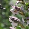 (tin)    So manchem Gartenbesitzer könnte in den letzten Wochen ein unbekannter Bewohner in mitten der Blumen und Sträucher aufgefallen sein: ein hummelartiges, bis zu drei Zentimeter großes, schwarzes Insekt. Die Holzbiene – größte heimische Bienenart. In Deutschland ist das Insekt in den letzten Jahren aufgrund der Klimaerwärmung häufiger anzutreffen. Ihr eigentliches Verbreitungsgebiet liegt aber in Südeuropa. Ihre Nester legen die Bienen im Holz an, daher ihr Name. Für den Menschen bleibt die Holzbiene so lange harmlos, wie man sie in Ruhe lässt. Denn: Sie stechen nur in äußerster Gefahr.