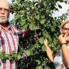 Mmmmh, lecker: Obstbauer Dieter Barthelme und seine Frau Thea haben die Zwetschgensaison eröffnet.