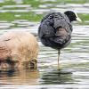 „El Nino“ steht das Wasser buchstäblich bis zum Hals.