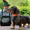 Der Dackel ist nach dem Schäferhund des Deutschen beliebtester Hund. Während er für viele „nur ein lieber, leicht zu haltender Hund“ ist, nutzen ihn andere als Mittel zum Zweck. So haben inzwischen fast alle Jäger auch einen Dackel, weil gerade Rauhhaardackel ideal zum Stöbern und bei der Nachsuche nach angeschossenem oder verletztem Wild sind. Erich Metz ist Jäger und geht mit seinem eineinhalbjährigem Dackelrüden „Schlack“ auf Jagd, und so wird „Schlack von Rauenstein“, wie der sauschwarze Rauhhaardackel laut Papier offiziell heißt, für die Jagd ausgebildet. Mit dazu gehört auch die Zuchtschau, denn Erich Metz möchte den Dackelrüden später auch zur Zucht einsetzen. „Ein 'V', also ein vorzüglich, und damit die beste Benotung, hat mein Schlack heute bei der Zuchtschau bekommen“, erzählt Erich Metz ganz stolz, und auch, dass das nicht von ungefähr kommt: „mein Hund wird jagdlich geführt und auch wenn ich nicht auf Jagd gehe, bin ich mit ihm tagtäglich unterwegs“. Neben den Idealmaßen gehört ein bisschen Gehorsam auch beim Dackel mit dazu, damit man auf's Treppchen kommt. Mehr als ein gutes Dutzend Dackel aller Farben, Größen und Aussehen wurden bei der Zuchtschau der Sektion Rhön-Saale des Deutschen Teckelclubs am Klaushof der Teckelrichterin Anja Pusch aus Ahorn bei Coburg vorgeführt. Für die meisten Hundebesitzer gab es ein „Sehr schön“ oder zumindest ein „S“ für schön, für einige wenige sogar das begehrte „V“, das für „vorzüglicher Hund“ steht.Foto: Peter Rauch