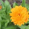 Die Ringelblume ist Heil- und Zierpflanze.