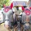 Tierisches Trio: Die Haflinger Max und Beavis werden von „Shorty“, dem „Sattelhof-Mischling“, bewacht. Oder ist es umgekehrt? FOTO Diana Fuchs