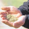 Samen-Mix: Werksleiter Michael Becker zeigt, was auf dem Trockenrasengebiet am Kallmuth ausgebracht wurde.