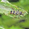 (wop)    Dieser schöne Käfer, ein Wespenbock oder auch Widderbock genannt (Clytus arietis), wurde in Retzbach in einem Hausgarten fotografiert. Die Larve des Wespenbocks lebt unter anderem im Holz von Obstbäumen. Sie entwickelt sich anfangs zwischen der Rinde und dem Holz und frisst sich bis zur Verpuppung tief in das Holz hinein. Die Larven benötigen zwei Jahre für ihre Entwicklung. Der Käfer ist in der Bundesnaturschutzverordnung als besonders geschützt ausgewiesen.