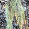 (mia)   Die „Gewöhnliche Bartflechte“ (Usnea dasypoga) ist eine Strauchflechte mit fädigen Abschnitten. Flechten sind Doppelorganismen durch jeweils eine Pilz- und Algenart und bilden eine Lebensgemeinschaft (Flechten-Symbiose). Sie zählen zu den pflanzlichen Lebewesen. Die Bartflechte ist sehr empfindlich gegen Luftverschmutzung und kaum mehr bei uns anzutreffen. Die Aufnahme entstand aktuell in einem Schlehengebüsch bei Karlstadt.