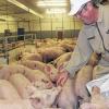 Küss' die Hand: Wenn Otto Schwemmer in den Stall kommt, ist er sofort von den jungen Schweine umringt. Sie wissen: Er bringt ihnen was zum Spielen, in diesem Fall einen Sack voll Stroh. Und ein paar Streicheleinheiten fallen auch noch ab.