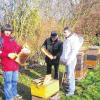 Bienen verschwunden: Zur Gesundheitskontrolle hatten der Imker-Kreisverband Kitzingen zum Lehrbienenstand auf dem ehemaligen Gartenschaugelände eingeladen. Dabei stellten die Mitglieder fest, dass die Bienen verschwunden sind. Im Bild von links: Martin Schleier, Klaus Petter und Marco Klier.