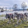 Läuft auch ohne Schnee: das Schlittenhunderennen in Zellingen.