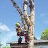 (rsf)   „Wir bieten alles, was mit Baumpflege sowie Garten- und Landschaftsbau zusammenhängt“, so fasst Marco Schmitt die Dienstleistungen seiner Firma „BaumPflege & GartenDesign Schmitt“ zusammen. Gut ausgerüstet mit einem modernen Fuhr- und Maschinenpark können anspruchsvolle Aufträge rund um Baumpflege und Gartenanlagen gezielt und fachgerecht ausgeführt werden. Ferner ist die Firma spezialisiert auf Baumarbeiten in schwerzugänglichem Gelände, die Seilklettertechnik erfordern. Auch wird rund um die Uhr ein Sturmnotdienst angeboten. Schmitt absolvierte eine Ausbildung als „European Tree Worker“ an der Nürnberger Baumpflegeschule, wo er zurzeit in Wochenendseminaren die Weiterbildung zum Fachagrarwirt für Baumpflege und Baumsanierung absolviert. Mit einem Lächeln meint er: „Nur durch ständige Weiterbildungen können wir unsere hohe Qualität weiter verbessern.“