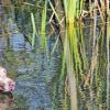 Das ist Arbeit: Wasserscheu dürfen Jagdhunde – wie Calida – nicht sein.