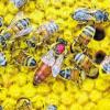Neustart mit neuer „Königin“: Dass wieder konstruktiv zusammengearbeitet wird, wie das in einem Bienenstock unerlässlich ist, wünscht sich der Kreisverband der Imker.