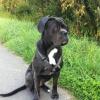 Zina, Cane Corso, verschwunden in Estenfeld.