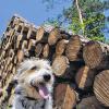 Holz, soweit das Hundeauge blickt: Aktuell durchforstet die Stadt Bestände am Buchberg.