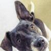 (fw)   Gestatten: Emma. Die Dame ist ein Jahr alt, kein bisschen kamerascheu und gehört Stefanie Hipfel-Söder aus Hoheim. Vor allem aber ist Emma unser Lockhund: Der aufgeweckte Blick soll unsere Leser animieren, ebenfalls Schnappschüsse von ihren Lieblingen zu machen und einzuschicken. Wir werden dann die schönsten Aufnahmen in loser Folge veröffentlichen und auch im Internet präsentieren. Schicken Sie die Aufnahmen mit ein paar Infos über Tier und Besitzer am besten per E-Mail an red.kitzingen@mainpost.de. Der Postweg geht natürlich auch: Main-Post Kitzingen, Luitpoldstraße 1, Stichwort: Tierisch, 97318 Kitzingen. Wir freuen uns schon auf die Einsendungen!