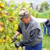 Fleißige Helfer: Roman Moser ist die Arbeit im Weinberg gewöhnt. Im Eibelstadter Weingut Leo Sauer ist die Handlese heuer vor allem wegen des hohen Anteils fauler Beeren unverzichtbar.