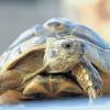 Schaut ganz unschuldig: Schildkröte Nessaja schaffte 300 Meter in gut einer Woche.