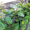 (ch)   Da staunte Gottfried Ach nicht schlecht, als sein Apfelbaum mitten im August plötzlich neue Blüten trieb. „Vor drei Tagen habe ich die erste Blüte bemerkt, seitdem kann man täglich neue entdecken“, erzählte der verdutzte Hobbygärtner vor kurzem. Seinen Spalierobstbaum schneidet und pflegt Ach selbst. Ein Phänomen wie dieses konnte er in den Jahren zuvor jedoch nie beobachten. „Der Baum blüht jedes Jahr sehr schön und viel, dass er aber im August noch einmal zu blühen anfängt, das hat es bisher noch nicht gegeben.“ Dabei trage der Apfelbaum der Sorte „Schöner aus Boskoop“ dieses Jahr sehr wenige Äpfel. „Es waren nicht mehr als 30 Stück, die am Ast hingen“, berichtet Gottfried Ach. Vielleicht versuche der Baum ja, den fehlenden Ertrag an Äpfeln mit den neuen Blüten auszugleichen, überlegt er.