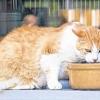 Leckerli: Diese Katze hat im Tierheim Wannigsmühle Zuflucht gefunden.