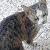 In Zellingen zugelaufen: Diese Katze vermisst ihr Frauchen oder Herrchen.