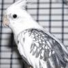 (mro)   Am 16. Juli wurde dieser Nymphensittich in Kitzingen in der Schillerstraße entdeckt. Die Finder brachten das zutrauliche Tier direkt ins Tierheim, wo es nun auf seinen Besitzer wartet. Der Vogel ist grau-weiß gescheckt und sehr gepflegt. Die Tierpfleger schätzen sein Alter zwischen zwei und fünf Jahren ein. Wer diesen Nymphensittich wiedererkennt und Informationen zur Heimat des Tieres hat, meldet sich bitte im Kitzinger Tierheim unter der Telefonnummer  (0 93 21) 50 63.