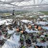 Ein einziger Trümmerhaufen: Ein Frau steht in der Gärtnerei Baum in Degerschlacht in einem Gewächshaus, in dem Teile des Daches auf Weihnachtssternen liegen. Bei dem Unwetter am 28. Juli 2013 waren die Scheiben der Gewächshäuser komplett zerstört worden.