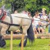 Der Sieger: Anton Laux zeigte im Einspänner (Bild) und im Zweispänner mit den Ardennen-Kaltblütern beste Rückearbeit und sicherte sich mit präzisen Vorführungen den Pokal der Holzrückemeisterschaften.