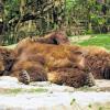 (eug)   Seit 40 Jahren gibt es den Wildpark in Bad Mergentheim. Jetzt werden Fotos gesucht, die in der Zeit zwischen 1974 und 2000 im Wildpark aufgenommen wurden. Die Bilder sollten möglichst Gehege oder Anlagen zeigen. Entstehen soll auf diese Weise ein Rückblick auf die ersten 40 Jahren und die Veränderung die der Wildpark seit 1974 erfahren hat. Geschickt werden können sowohl Abzüge, als auch Scans per Post oder E-Mail. Damit sich das auch für die Fotografen lohnt, werden die 40 schönsten Fotos prämiert und die Einreichenden erhalten eine exklusive Abendführung mit anschließendem Vesper. Die prämierten Fotos nehmen außerdem an einer Verlosung teil, bei der es Preise von der Tageskarte bis zur Generationen-Jahreskarte im Wert von 125 Euro gibt. Einen Sonderpreis gibt es für das älteste verwertbare Foto. Der Einsender bekommt neben einer exklusiven Abendführung mit Vesper (für max. zehn Personen), eine Generationen-Jahreskarte und einen Verzehrgutschein für die Jägerstube. Fotos oder Scans bitte an den Wildpark Bad Mergentheim, Wildpark 1, 97980 Bad Mergentheim, info@wildtierpark.de (Betreff: Fotoausstellung); Einsendeschluss ist der 31. August. Die Fotoausstellung wird im Rahmen des Sommerfestes am 13. und 14. September im Erdhaus gezeigt. Dieses Foto hätte übrigens bei der Prämiierung keine Chance – es stammt aus dem Jahr 2012.