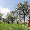 Es wächst was in der Rhön: Auf einer Streuobstwiese bei Bischofsheim genießt die fünfjährige Mila den Frühling.