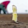 Der erste Spargel: Nach dem milden Winter beginnt die Ernte so früh wie seit sieben Jahren nicht mehr.