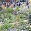 Viel beachtet: Modern gestaltete Kiesflächen in der Bayerischen Landesanstalt für Wein- und Gartenbau in Veitshöchheim, in der der Planer mit vielfältigen, standortgerechten Pflanzenkombinationen, und Gesteinsformaten gespielt hat.