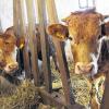 (kri)   Zwei Gelbvieh-Bullenkälber sind im Fränkischen Freilandmuseum eingetroffen und beleben jetzt den Stall des kürzlich eröffneten Bauernhauses aus Unterlindelbach. Sie stammen aus dem Zuchtbetrieb Rabenstein aus Geiselwind. Max und Moritz, so heißen die beiden sieben Monate alten Jungstiere, werden in einigen Jahren das eingespielte Ochsenteam Fritz und Hans bei der Feldarbeit mit den Museumsgespannen ablösen. Doch bis dahin haben die beiden noch eine Menge zu lernen. Seit einigen Jahren unterstützt der Zuchtverband für Gelbvieh in Bayern unter dem Vorsitzenden Hans-Jürgen Regus die Fortführung dieser Tradition durch die Bereitstellung von Jungbullen. Am Donnerstag wird er sie mit Bezirkstagspräsident Richard Bartsch und Museumsleiter Herbert May offiziell übergeben.
