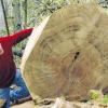 Trauer um einen Baum-Giganten: Obwohl es sich aufgrund des in Brusthöhe gemessenen Durchmessers nachweislich um einen Methusalem-Baum handelte, wurde jetzt zum großen Bedauern von Dr. Georg Sperber diese mächtige Stieleiche im zum Forstbetrieb Arnstein gehörigen „Krackentännig“ an der B 22 bei Neudorf gefällt.