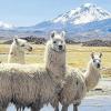 Ein besonderes Land: Das 4000 Kilometer lange und nur 180 Kilometer breite Land Chile hat eine besondere Natur zu bieten: von der Wüstenlandschaft bis hin zu Gletschergebieten.