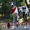 Nichts mit Freilauf: In vielen bayerischen Städten müssen große Hunde an die Leine.