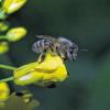 Freund der Imker und Blumen: Bienen werden von der Varroa-Milbe geschädigt.